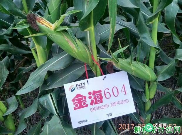 金海604玉米品种好不好