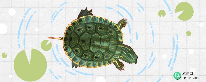 甜甜圈龟是深水龟吗，用多深的水合适