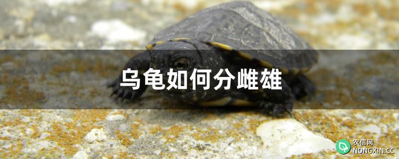 乌龟如何分雌雄