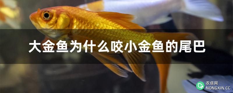 大金鱼为什么咬小金鱼的尾巴