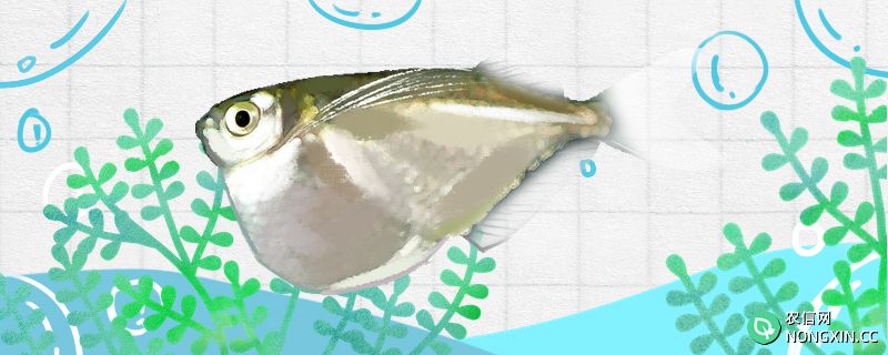 大银斧燕子鱼好养吗，怎么养