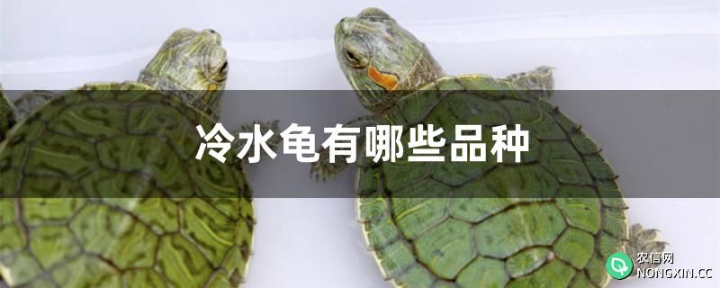 冷水龟有哪些品种