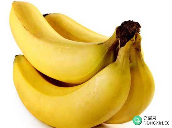 香蕉种植管理方法