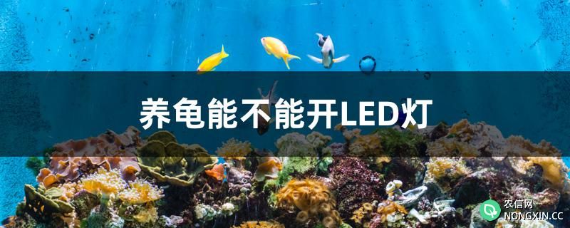 养龟能不能开LED灯