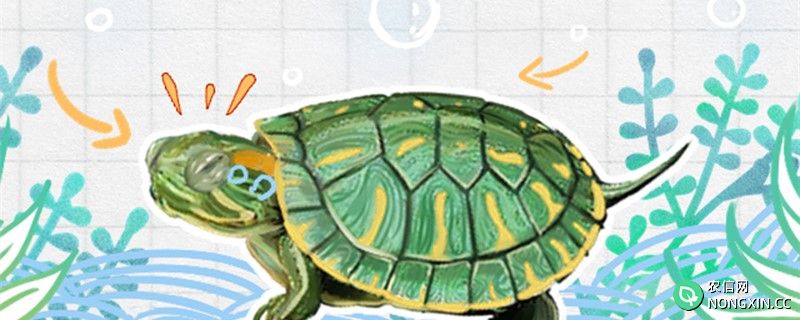 巴西红耳龟是水龟吗，可以干养吗
