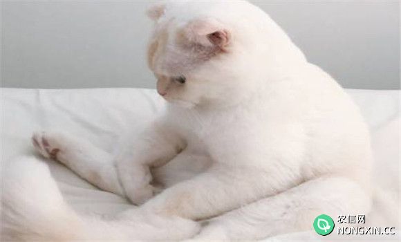 猫泛白细胞减少症的实验室诊断