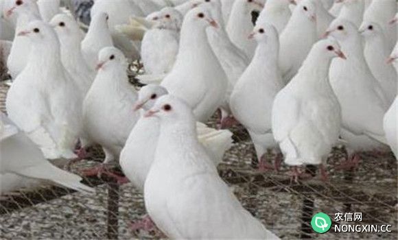 四种春季肉鸽常见病的防治方法