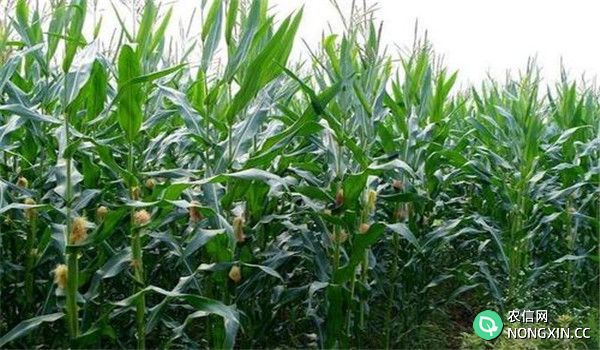 玉米磷缺乏症的防治