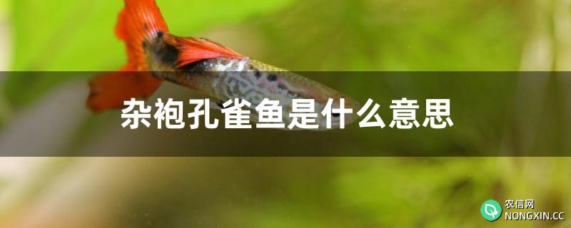 杂袍孔雀鱼是什么意思