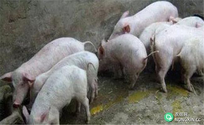 猪病毒性腹泻的预防措施