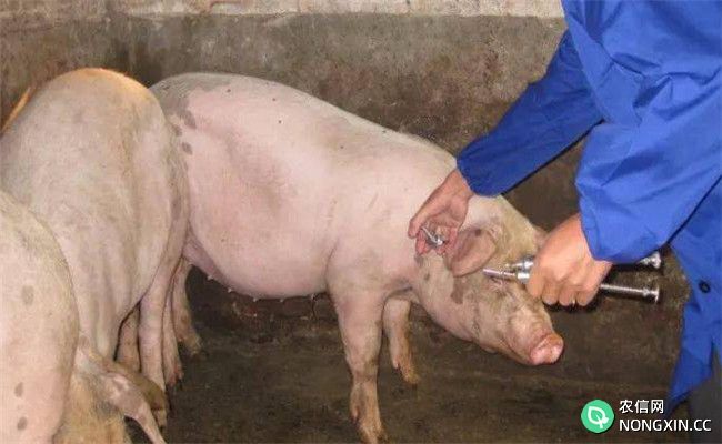 猪病毒性腹泻的治疗措施