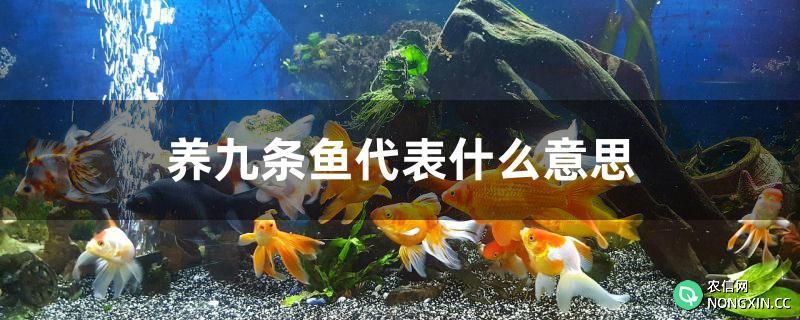 养九条鱼代表什么意思