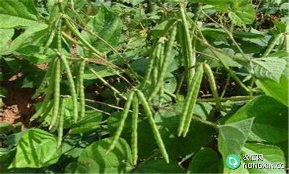 绿豆栽培方法