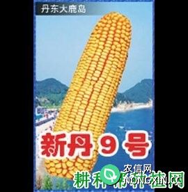 新丹9号玉米品种好不好