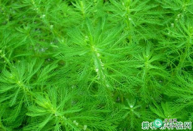 绿狐尾藻（小二仙草科）