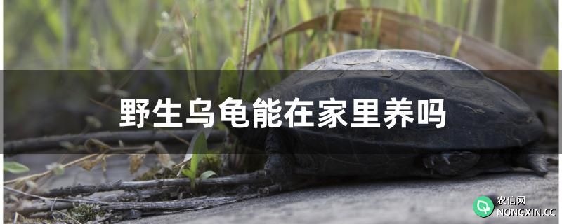 野生乌龟能在家里养吗