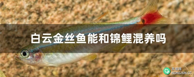 白云金丝鱼能和锦鲤混养吗