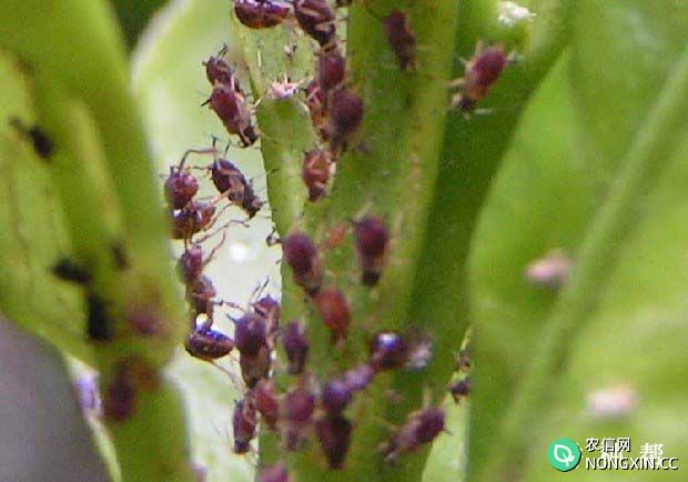 百香果怎么防治蚜虫