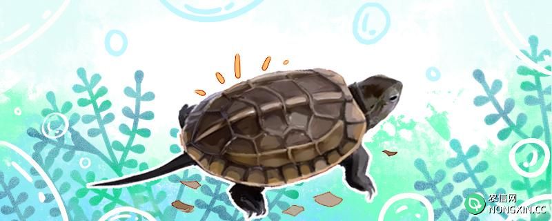 乌龟会在水里冬眠吗