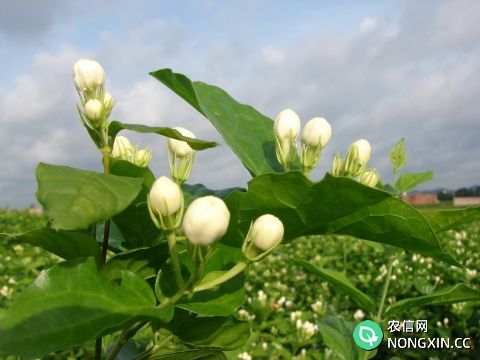 茉莉花