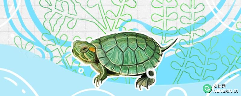 公巴西龟多大可以繁殖