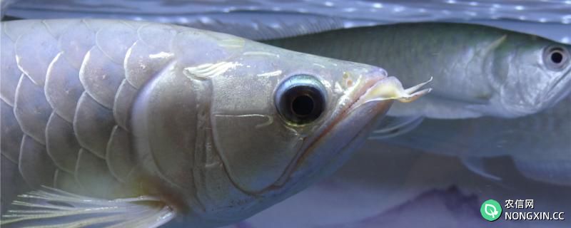 养银龙鱼需要注意什么，怎么喂食好
