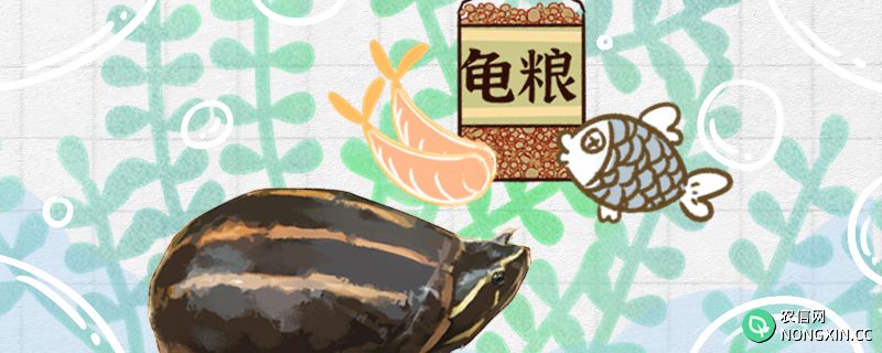 果核龟吃什么龟粮，多久喂一次