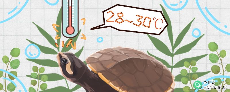 圆澳龟是冷水龟吗，水温多少合适