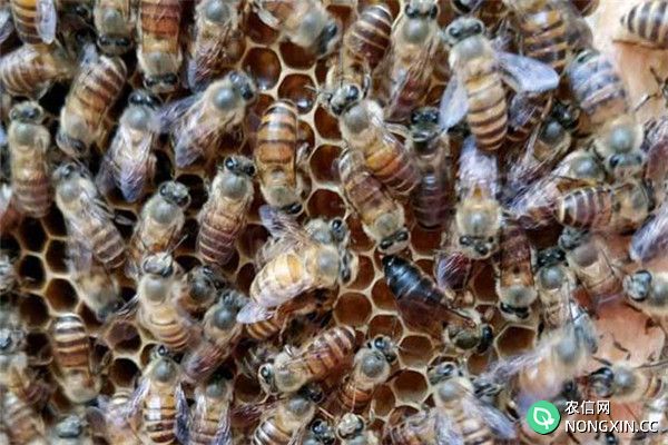 蜜蜂春繁阶段加入花粉脾的配方