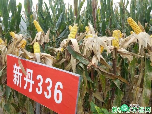 新丹336玉米品种好不好