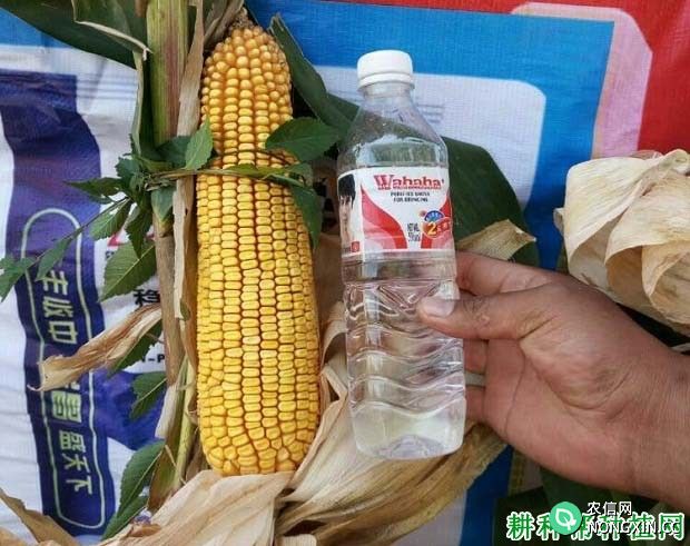 新丹336玉米品种好不好