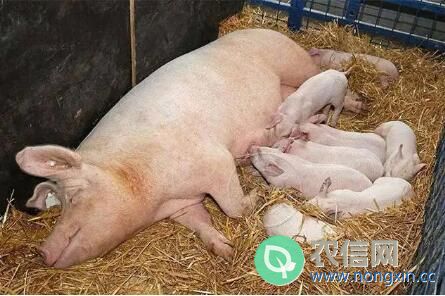 母猪产后喘粗气的处理方法