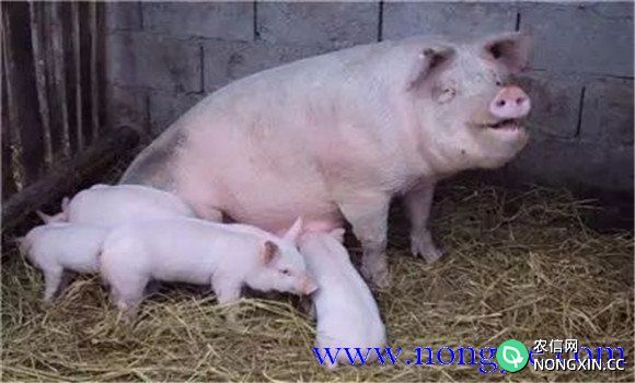 母猪采食量下降的常见原因