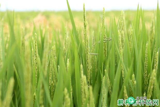 津原E28常规粳稻水稻品种好不好