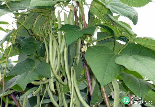 四季豆种植方法