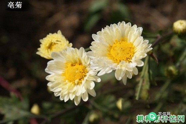 药用菊花有哪些品种