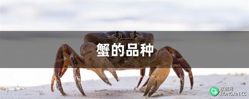 蟹的品种有哪些