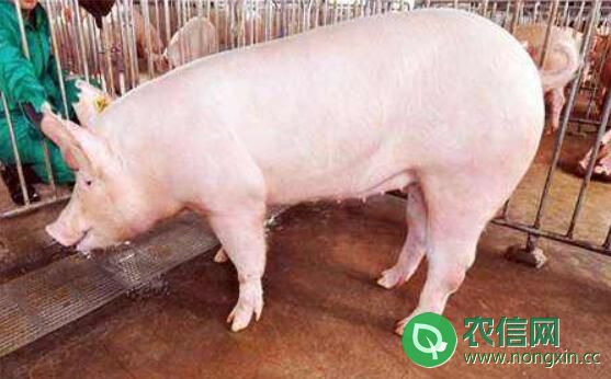 后备母猪配种的人工授精流程