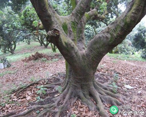 荔枝树的根系有什么特点