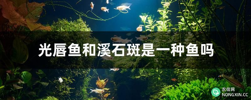 光唇鱼和溪石斑是一种鱼吗