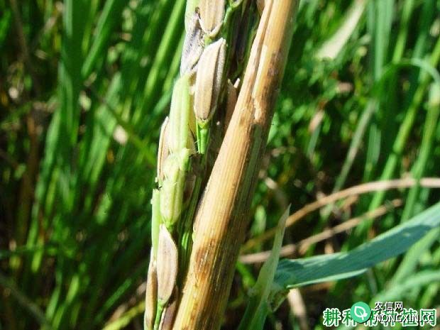 水稻叶鞘网斑病如何防治水稻叶鞘网斑病用什么能治