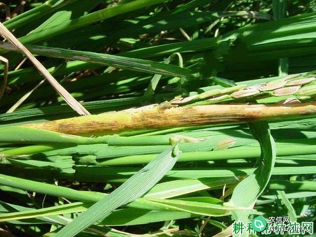 水稻叶鞘网斑病如何防治水稻叶鞘网斑病用什么能治