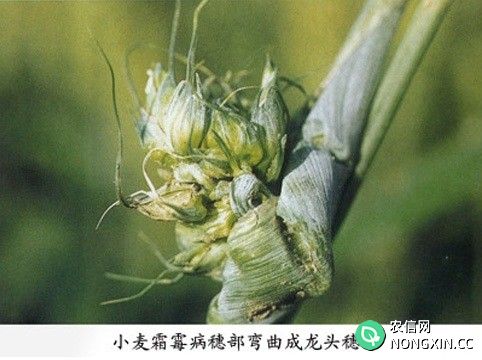 小麦霜霉病的防治方法有几种