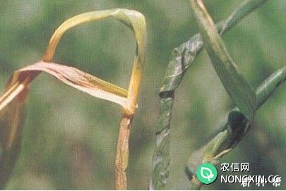 小麦霜霉病的防治方法有几种