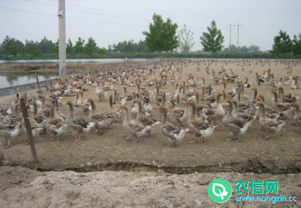 夏季养鸭子对饲养方式的要求(2)