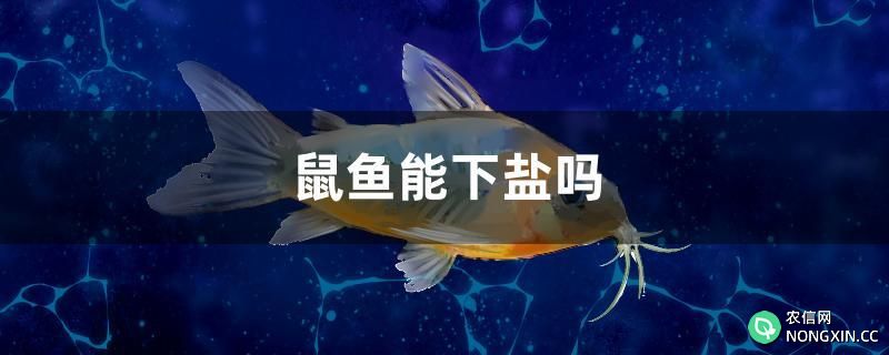 鼠鱼能下盐吗