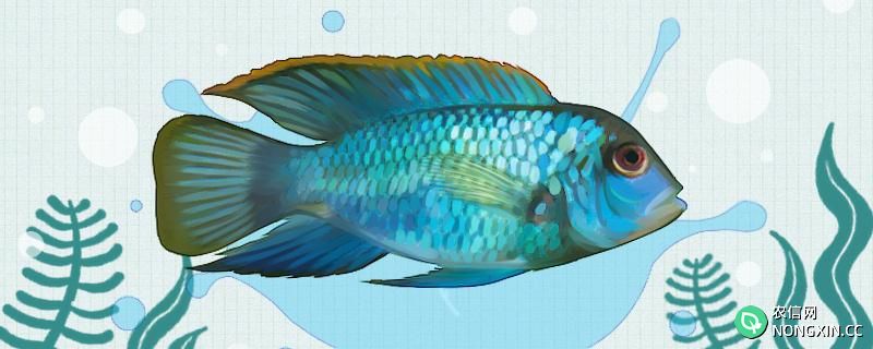 蓝宝石鱼怎么分公母