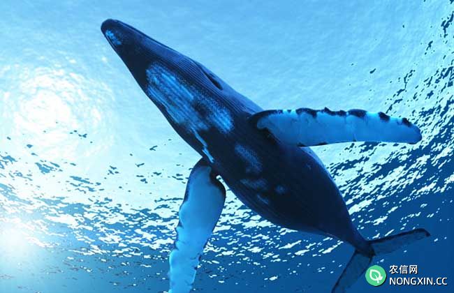 蓝鲸的繁殖习性