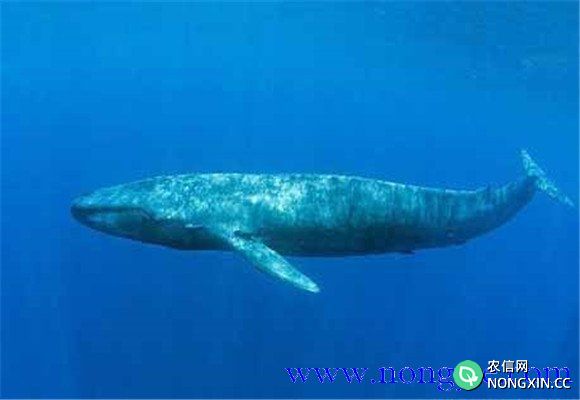蓝鲸的活动规律