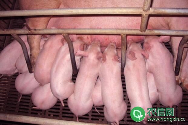 哺乳母猪饲养管理的注意事项(图3)